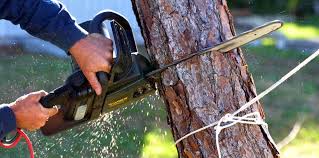 Why Choose Our Tree Removal Services in Worcester, MA?