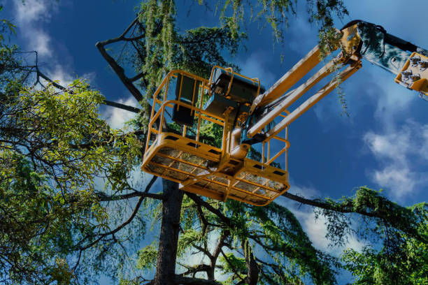 Best Arborist Consultation Services  in Worcester, MA